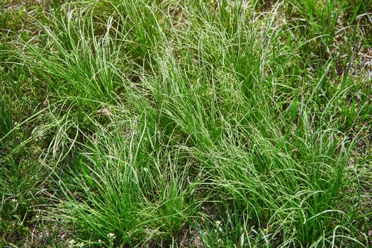 Close-up texture background of the grass on a ground