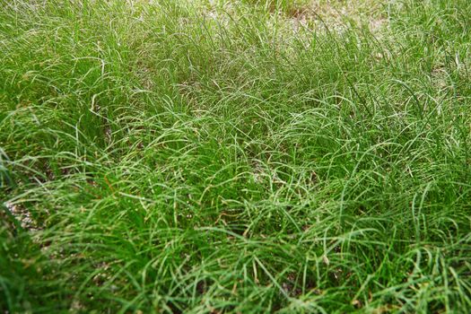Close-up texture background of the grass on a ground