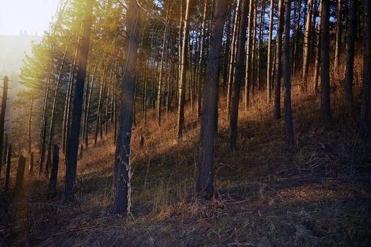 Pinewood forest during sunset in Scotland, UK. Europe