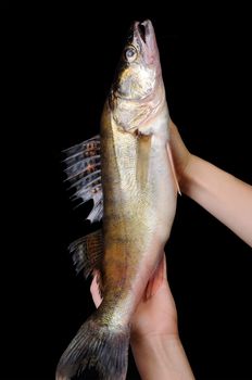 Raw fish pike perch in hands on a black background