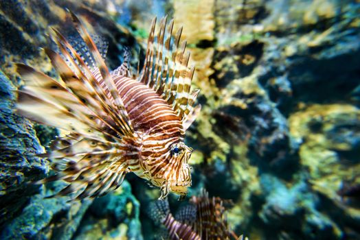 Lionfish or devil firefish (Pterois miles) is a sea fish exotic and beautiful