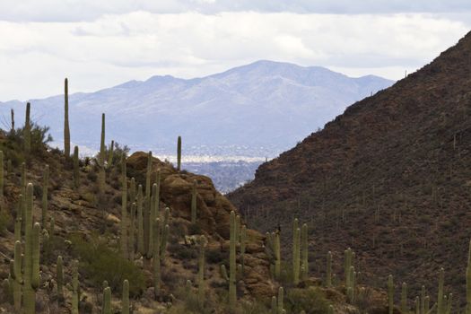 From Gates Pass in Tucson Mountains, distant view into the city is seen between slopes of Saguaro cactus