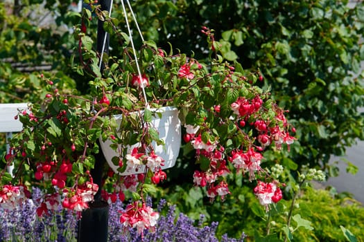 Blooming colorful flower pot hanging in a lovely garden                                