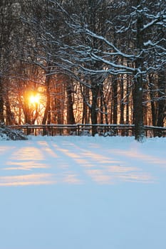 A scene of a bright orange sunset seen between trees without leaves, covered with snow in it's branches and on the floor
