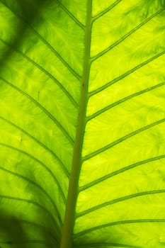 Leaf of a tree  in Koh Ngai island Thailand