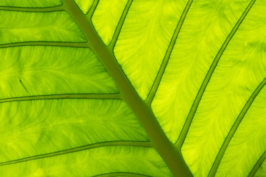 Leaf of a tree  in Koh Ngai island Thailand