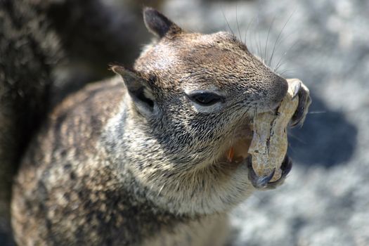 Close up of a Fat Chipmunk Squirrel eating a Peanut