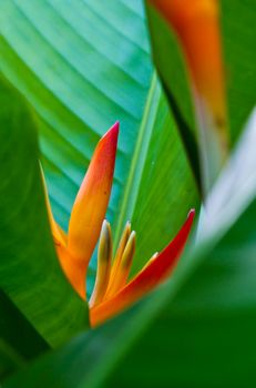 Flowers on a tree and blue sky in Koh Ngai island Thailand