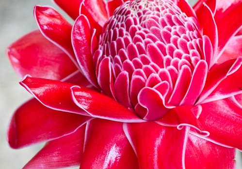 Red vanda Flowers in Koh Ngai island Thailand