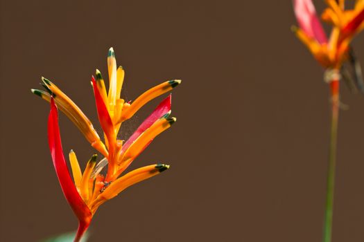 Flowers on a tree and blue sky in Koh Ngai island Thailand