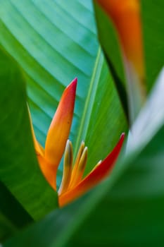 Flowers on a tree and blue sky in Koh Ngai island Thailand