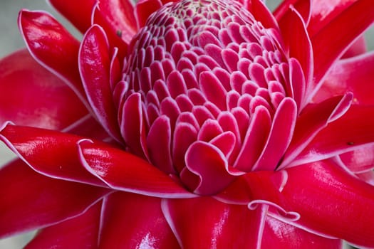 Red vanda Flowers in Koh Ngai island Thailand