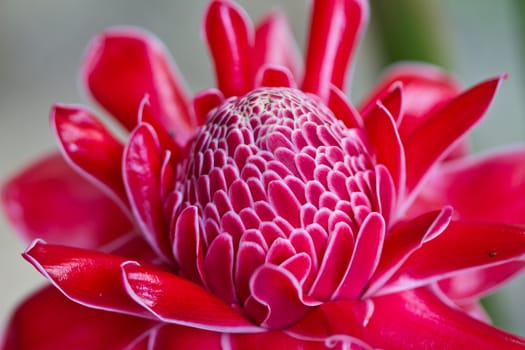 Red vanda Flowers in Koh Ngai island Thailand