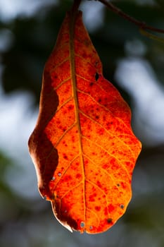 Colourful leaves of a tree in Thailand is the summer