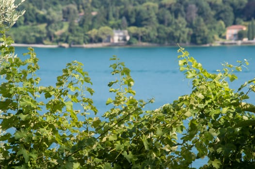 view of Lake Garda between plants
