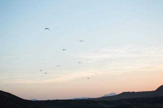 birds flying at sunset from the desert to the sea