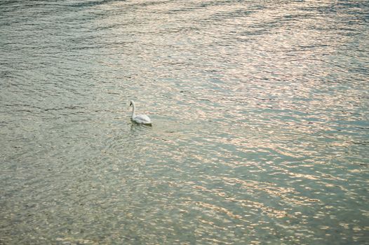 magnificent swan swimming proud and solitaire in the lake at sunset