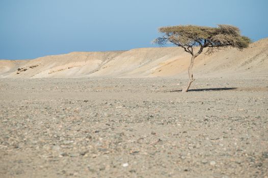 lone tree in the desert of Sinai