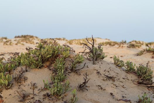 small shrubs in the pristine beaches of the Red Sea