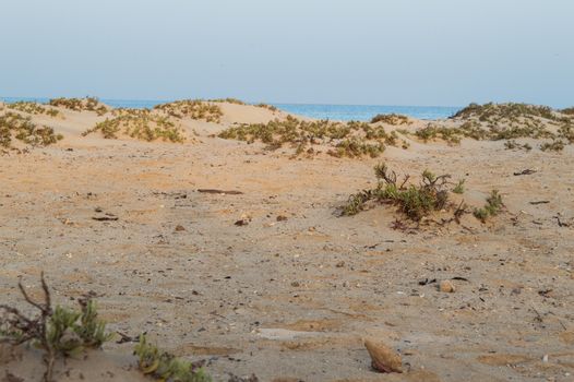 small shrubs in the pristine beaches of the Red Sea
