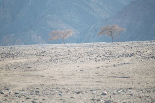 three trees in the rocky desert of the Sinai