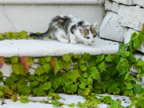 kitten looks curiously the leaves