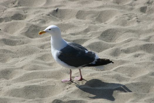 A seagull walks on the beach at Santa Monica, California in USA