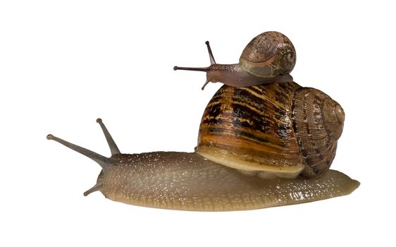 Small snail hitching a ride on thae back of a bigger snail's shell