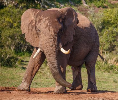 Male African Elephant with Large Tusks in an aggressive stance