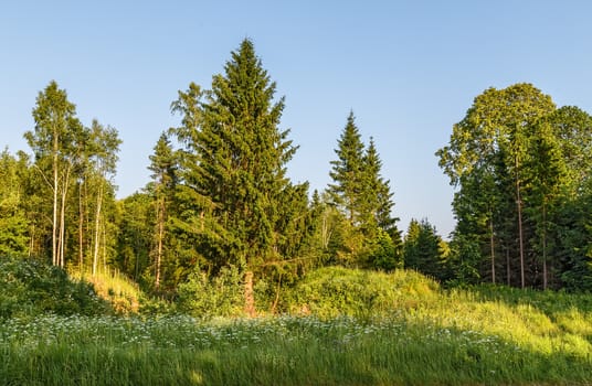 roadside forest road at sunset,Latvia