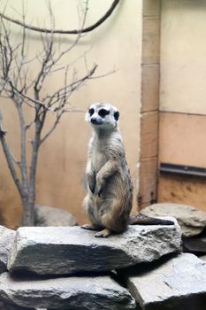 A single Meerkat standing on a rock