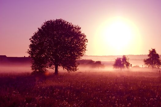 Sunrise. Picture of tree bathed in the rays of the rising sun.