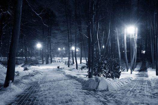 Winter park at night. Frosty winter in dark park.