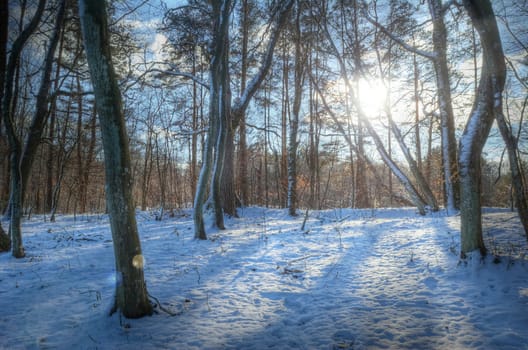 Season conceptual image. Winter in forest.