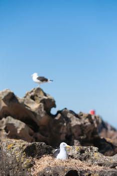 Southern Blackbacked Gull, nesting amongst rocks looking after the next generation.