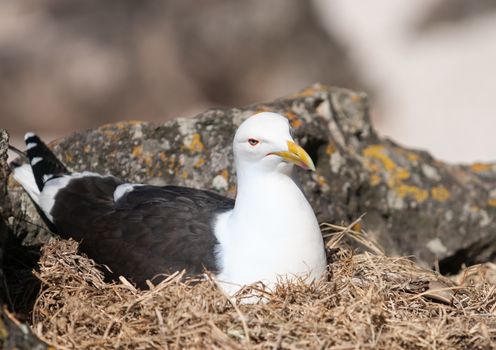 Southern Blackbacked Gull, nesting amongst rocks looking after the next generation.