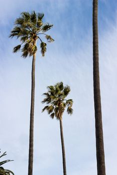 Palm trees taking on a windy day, with a partly cloudy sky as background.