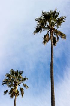 Palm trees taking on a windy day, with a partly cloudy sky as background.