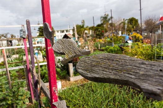 Three wooden cutouts of Fish hanging in a community garden in St Kilda, Melbourne.