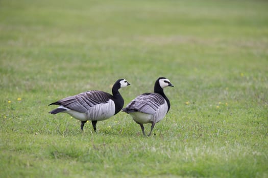 Barnacle Geese on the grass