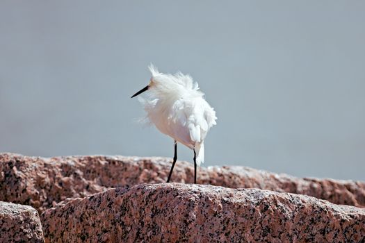 Snowy egret, has bright white plum and yellow feet