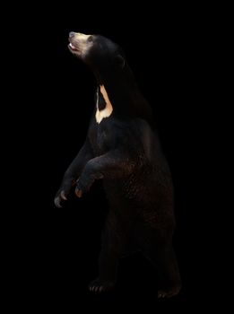 malayan sunbear standing in the dark background