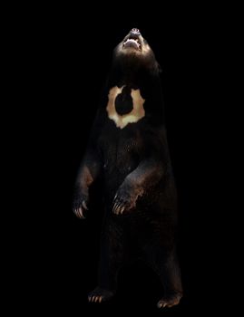 malayan sunbear standing in the dark background