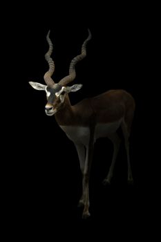 male blackbuck standing in the dark background