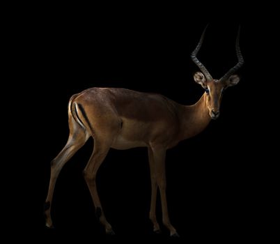 male impala standing in the dark background