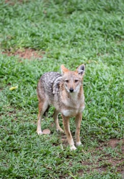 golden jackal standing on green grass