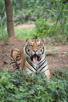 male siberian tiger in zoo