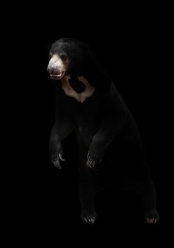 malayan sunbear standing in the dark background