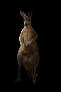 red kangaroo standing in the dark background