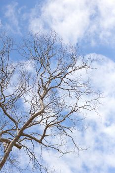 Dead tree without leaves on sky background